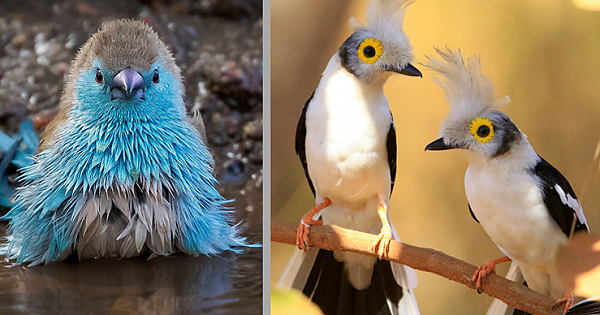 19 Beautiful Birds You Can Own as Pets
