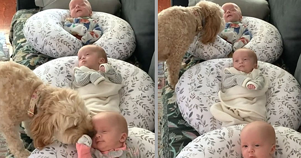 Cute Dog Checks Up On Newborn Triplets Everyday To Make Sure They're Safe (Pics & Video)