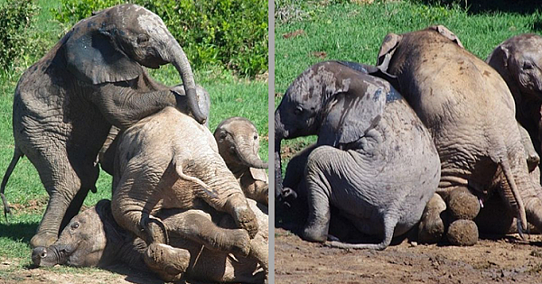 Four Baby Elephants Play Rough And Get Dirty When Mom Is Away