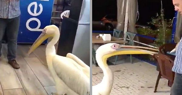 Grateful Pelican Visits The Guy Who Saved His Life Every Single Day