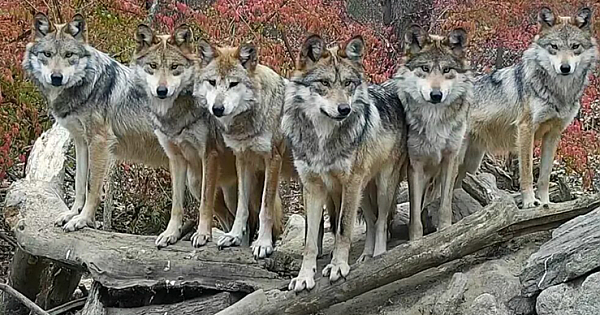 Incredible Moment A Wolf Family Strike A Pose For The Camera