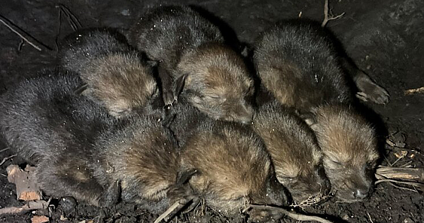 Litter Of Critically Endangered Red Wolf Pups Born in the Wild – First Time Since 2018