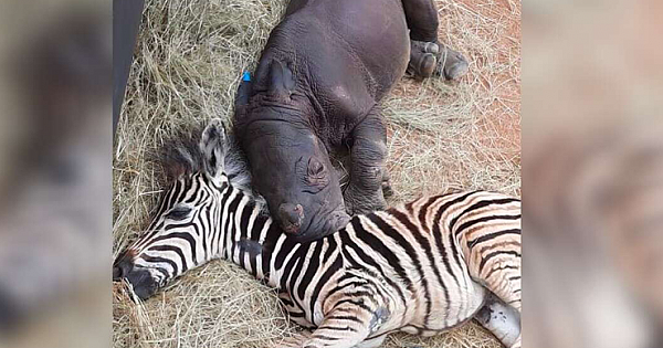 Orphaned Baby Zebra And Rhino Calf Healed Each Other And Cant Stop Cuddling At Night