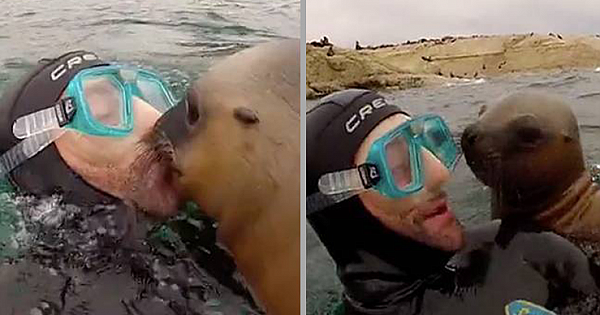 Playful Sea Lion Pup Plants Huge Kiss On Snorkeler (Video)