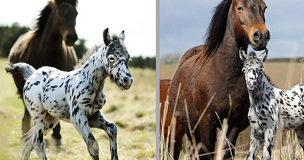 Rare Polka-Dot Pony Spotted In Devon