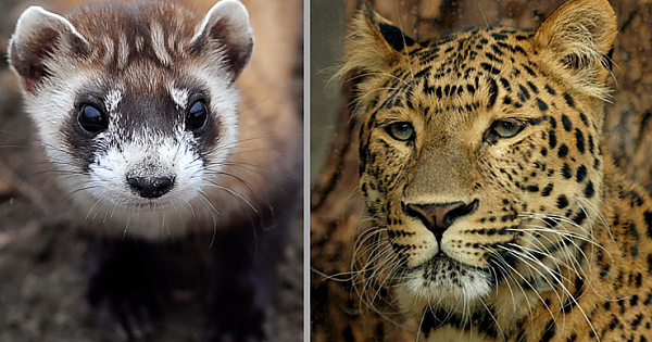 Top 10 Rarest Animals In The World