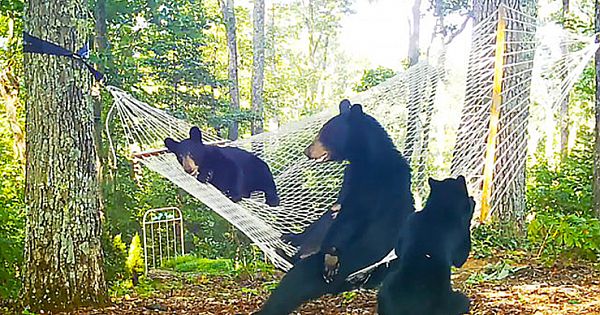 Woman Sets Up Hammock For Mama Bear And Her Cubs To Play With (Pics & Video)