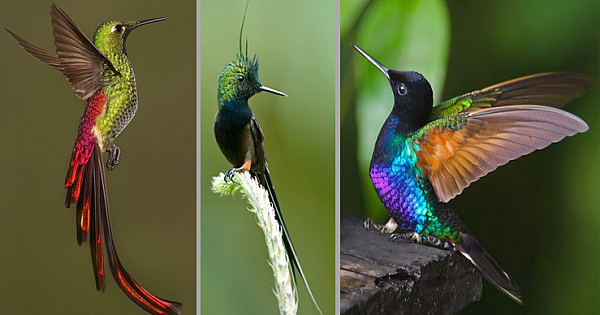 15 Strange And Beautiful Hummingbird Species