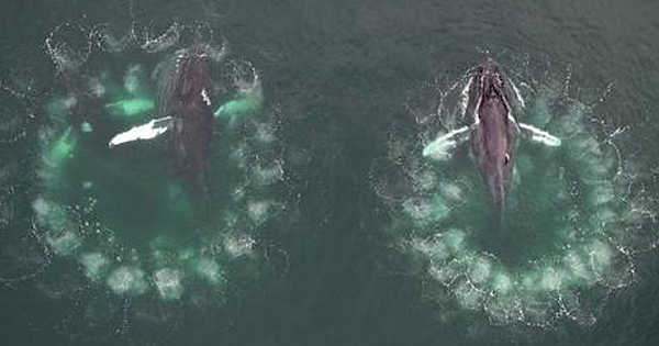 Groundbreaking Footage Shows Humpback Whales Creating Bubble Nets To Trap Prey (Video)
