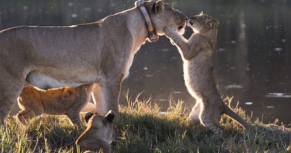 Heartwarming Moment Lion Cub Kisses Mother's Nose
