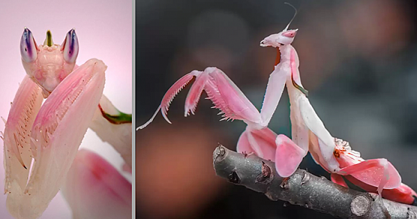 Orchid Mantis-The Beautiful Bug That Looks Just Like A Flower
