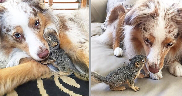 Stewart The Rescue Squirrel Loves To Cuddle With His Best Buddy