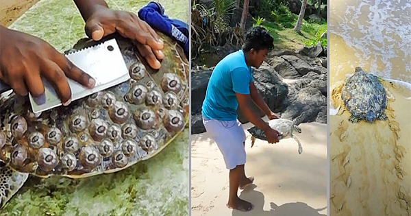 This Man Makes It His Mission To Save The Local Sea Turtles From Their Suffering (Video)