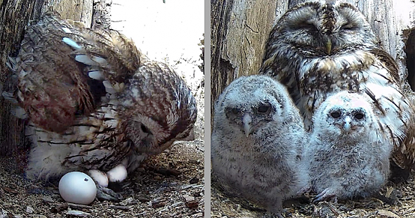 Touching Moment A Rescued Owl Adopts Two Orphaned Chicks