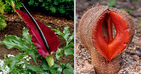 12 Worst Smelling Flowers In The World