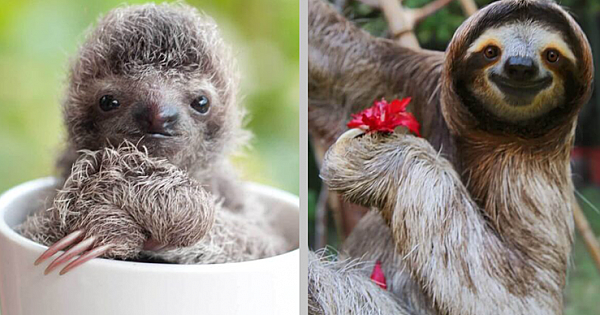 15 Cute Sloth Pictures That Will Make You Squel With Delight