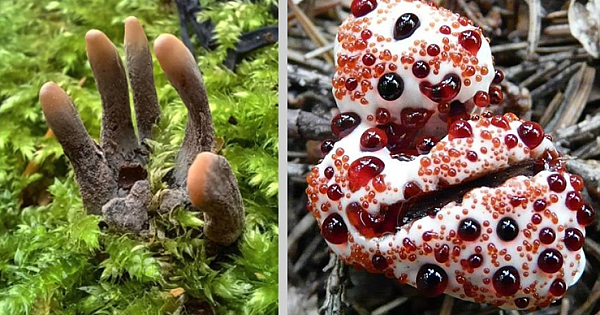 16 Most Bizarre Mushroom And Fungi Species In The World