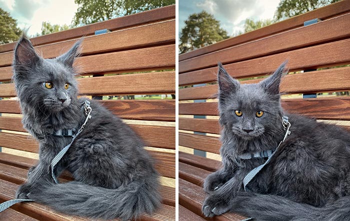 Meet Vincent, A Fluffy Maine Coon Cat That Looks Like A Black Panther