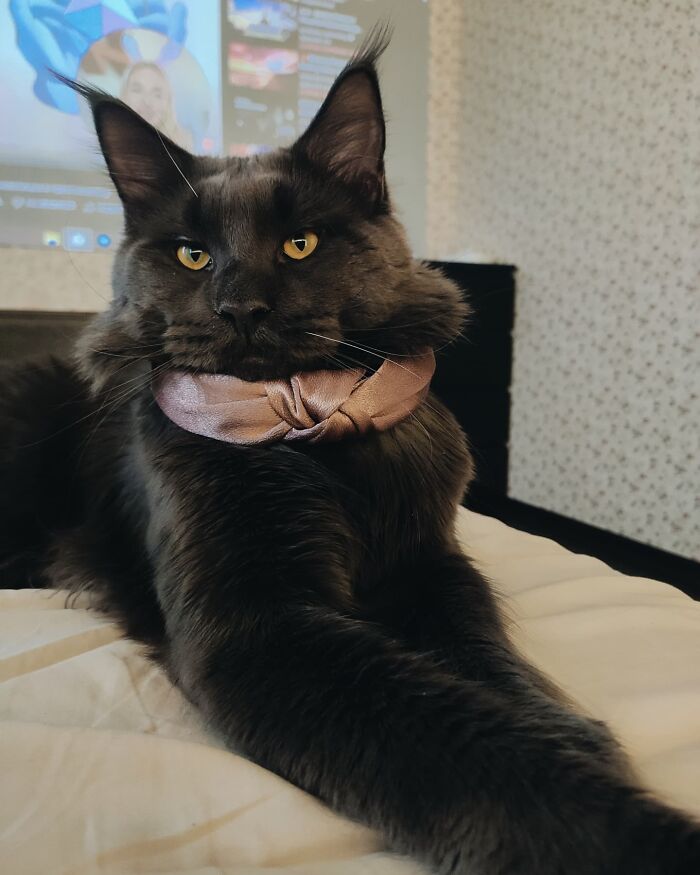 Meet Vincent, A Fluffy Maine Coon Cat That Looks Like A Black Panther
