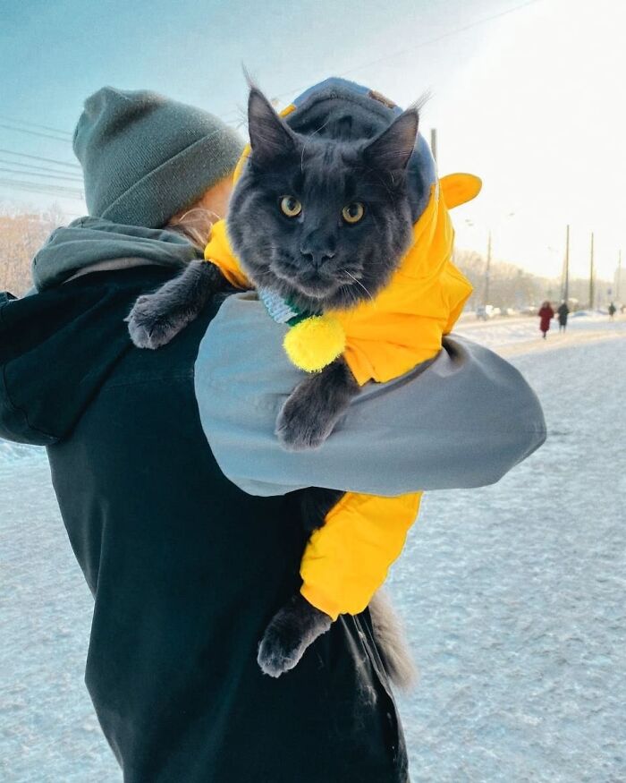 Meet Vincent, A Fluffy Maine Coon Cat That Looks Like A Black Panther