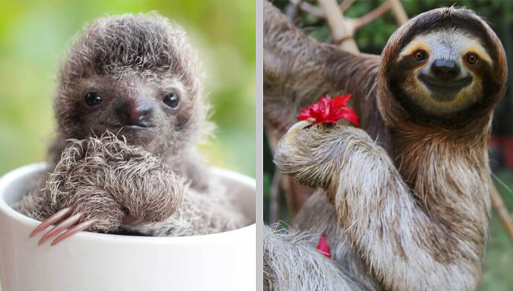 15 Cute Sloth Pictures That Will Make You Squel With Delight - Nature ...