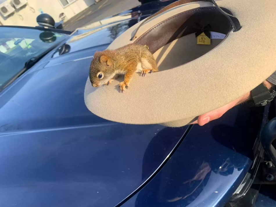 Cop Spots Baby Squirrels In The Road And Makes Two Tiny New Friends While Rescuing Them