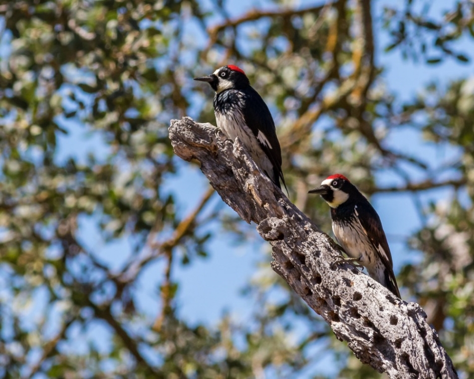 Acorn Woodpeckers Can Store As Much As 50.000 Acorns in a Single Tree