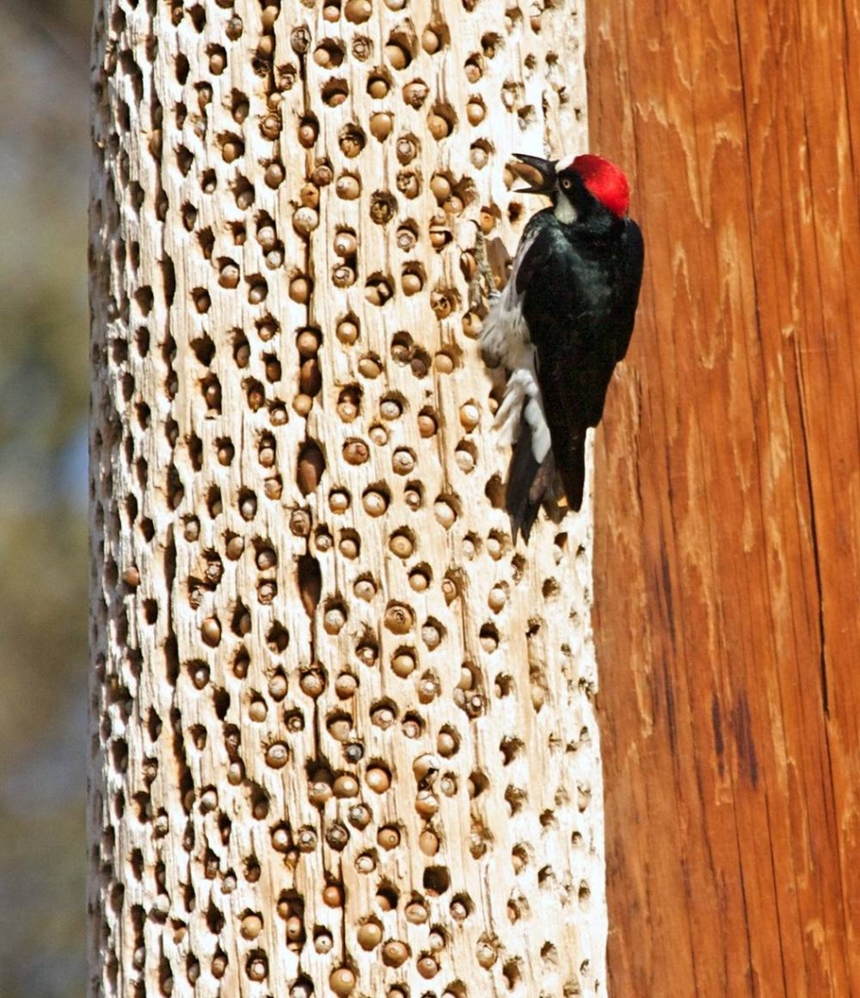Acorn Woodpeckers Can Store As Much As 50.000 Acorns in a Single Tree