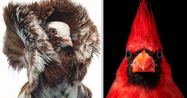 24 Portraits Of Rare And Endangered Birds That Look Simply Stunning