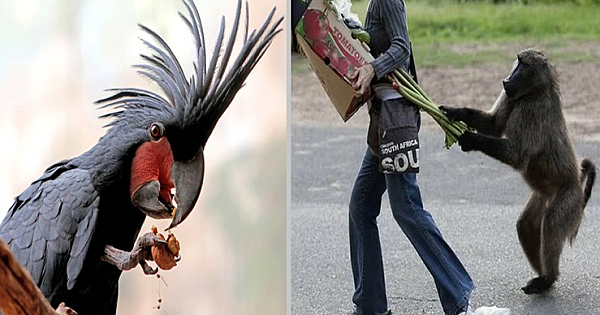 9 Animals That Committed Crimes and Were Caught Red-Handed