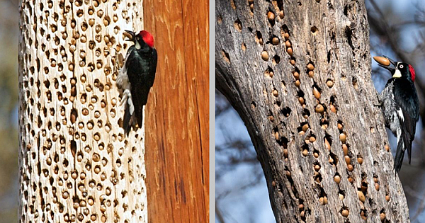 Acorn Woodpeckers Can Store As Much As 50.000 Acorns in a Single Tree