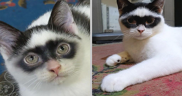 Adorable Kitten Has Markings That Make Him Looks Like A Mini Zorro (Pics & Video)