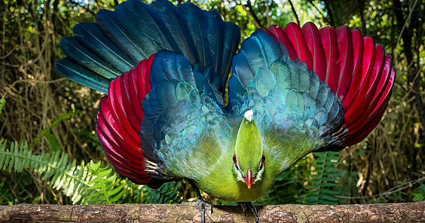 Beautiful Colours Of Knysna Turaco Just Like A Rainbow (Pics & Video)