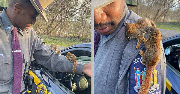 Cop Spots Baby Squirrels In The Road And Makes Two Tiny New Friends While Rescuing Them