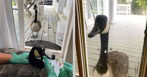 Goose Worried About her Boyfriend, Tracks Him Down to the Hospital