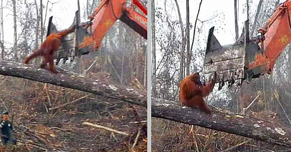 Heartbreaking Footage Of Orangutan Fighting Back Against Excavator Destroying His Home