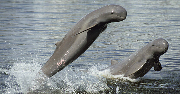 Incredibly Rare Irrawaddy Dolphins Found In Indonesian Waters (10 Pics)
