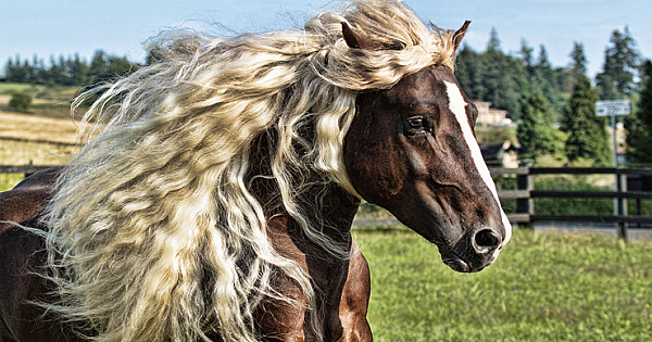 Meet The Stunning And Endangered 'Black Forest' Horses Of Germany