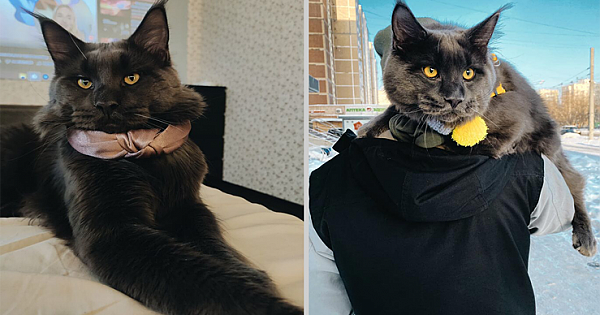 Meet Vincent, A Fluffy Maine Coon Cat That Looks Like A Black Panther