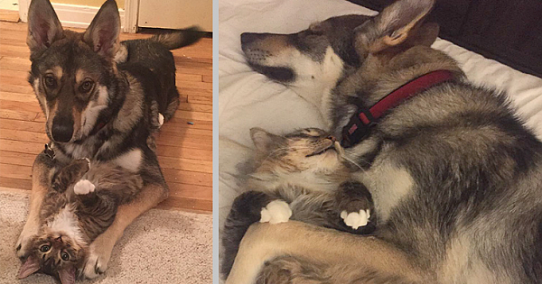 This Husky Got To Pick A New Friend From The Animal Shelter And She Chose This Adorable Kitten