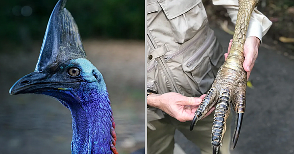 Why The Cassowary Is The World's Most Dangerous Bird (Pics & Video)