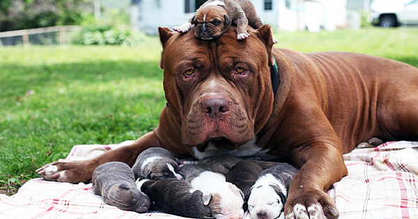 World's Largest Pitbull Fathers Eight Pups Worth Up To Half A Million Dollars (Pics & Video)