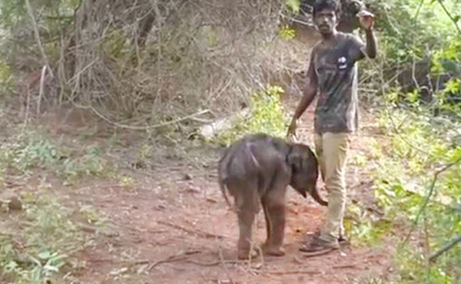 Man Rescued 100KG Elephant By Carrying It On Shoulders Through Forest (Pics & Video)