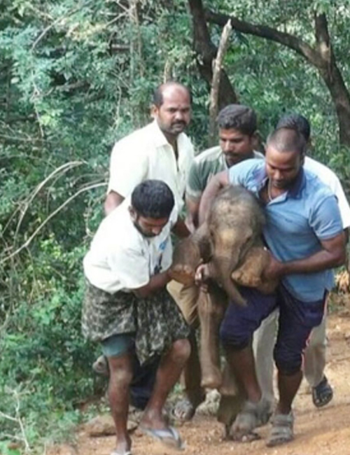 Man Rescued 100KG Elephant By Carrying It On Shoulders Through Forest (Pics & Video)