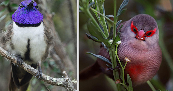 21 Most Beautiful Birds In The World (Pics & Video)