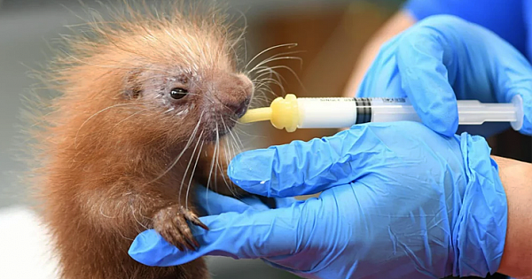 Adorable, Prickly New Baby Porcupine Is Born And Thriving At A Chicago Zoo (Pics & Video)
