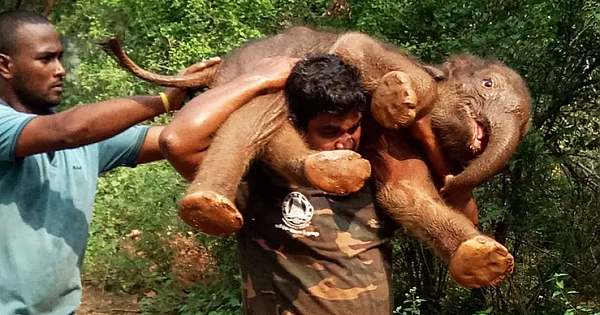 Man Rescued 100KG Elephant By Carrying It On Shoulders Through Forest (Pics & Video)