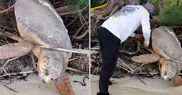 Man Spots 'Dead' Sea Turtle Trapped On Land And Brings It Back To Life