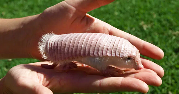 Meet The Pink Fairy Armadillo – The Cutest And Tiniest Armadillo In The World (10 Pics & Video)