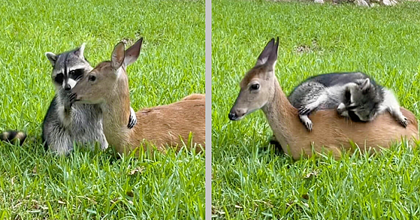 Raccoon Forms Sweetest Friendship With Deer Who Lost Her Mom (Pics & Video)